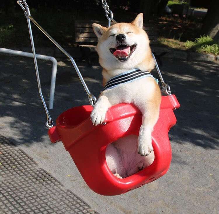 【画像】可愛い動物が溜まりに溜まるトピ