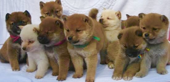 【画像】可愛い動物が溜まりに溜まるトピ