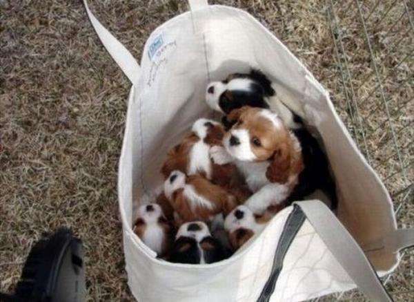 【画像】可愛い動物が溜まりに溜まるトピ