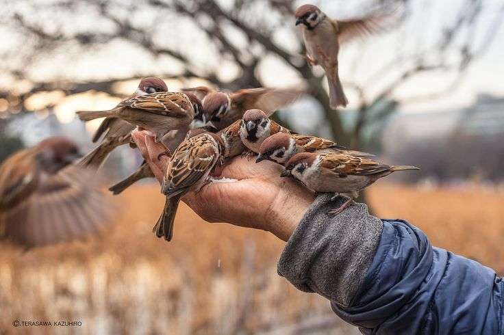 【画像】可愛い動物が溜まりに溜まるトピ