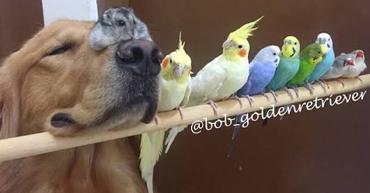 【画像】可愛い動物が溜まりに溜まるトピ