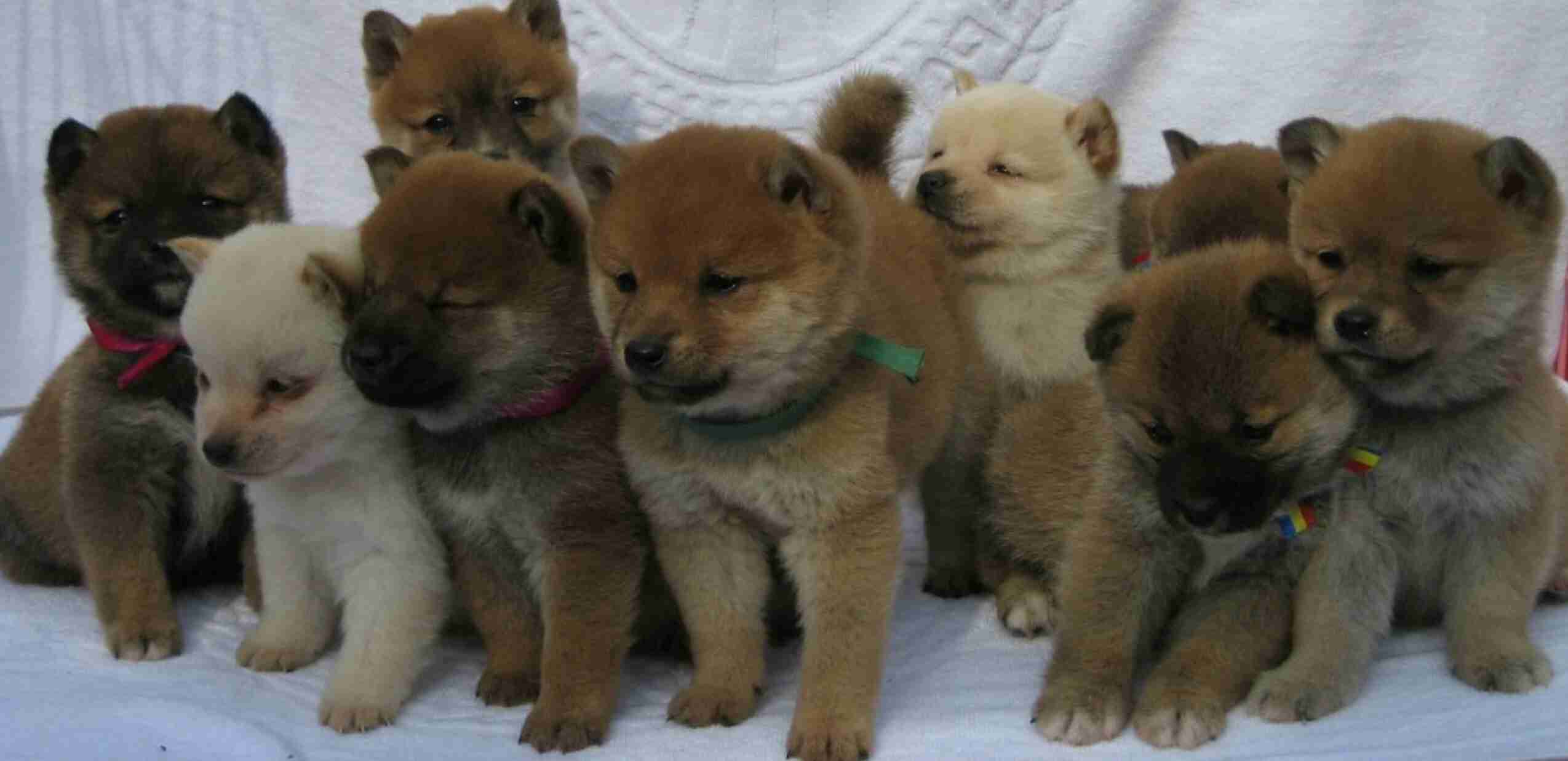 【画像】可愛い動物が溜まりに溜まるトピ