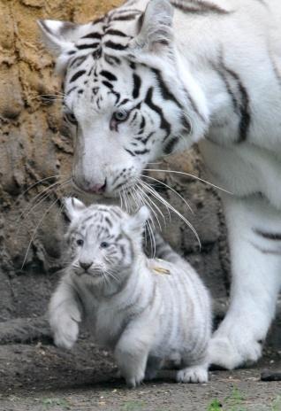 【画像】可愛い動物が溜まりに溜まるトピ