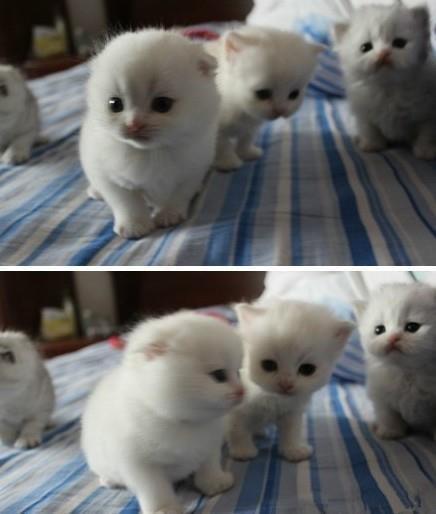 【画像】可愛い動物が溜まりに溜まるトピ
