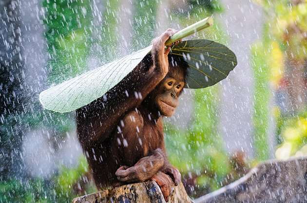 【画像】可愛い動物が溜まりに溜まるトピ