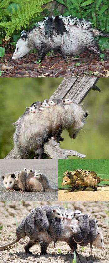 【画像】可愛い動物が溜まりに溜まるトピ
