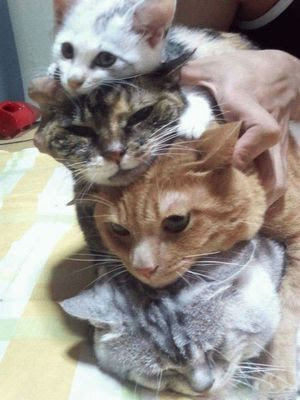 【画像】可愛い動物が溜まりに溜まるトピ