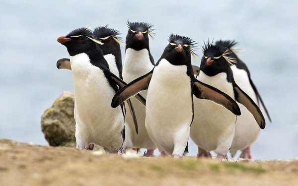 【画像】可愛い動物が溜まりに溜まるトピ