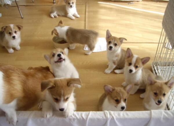 【画像】可愛い動物が溜まりに溜まるトピ