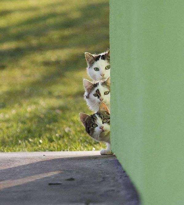 【画像】可愛い動物が溜まりに溜まるトピ