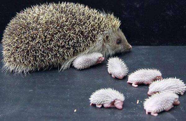 【画像】可愛い動物が溜まりに溜まるトピ