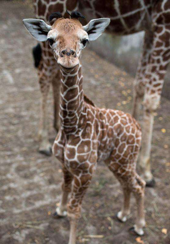 【画像】可愛い動物が溜まりに溜まるトピ