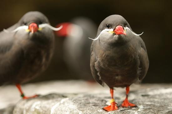 【画像】可愛い動物が溜まりに溜まるトピ