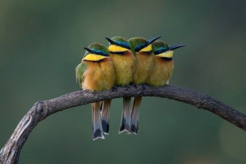 【画像】可愛い動物が溜まりに溜まるトピ