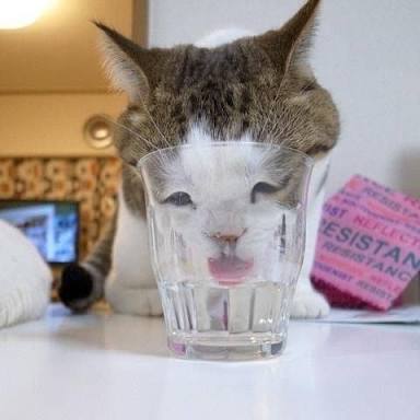 最近癒されたこと！