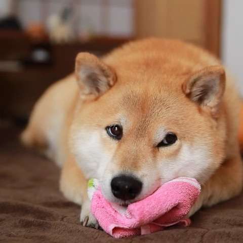 最近癒されたこと！