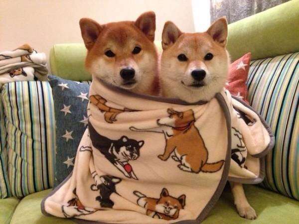 動物同士のハグ画像が可愛いすぎる