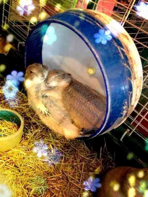 動物同士のハグ画像が可愛いすぎる