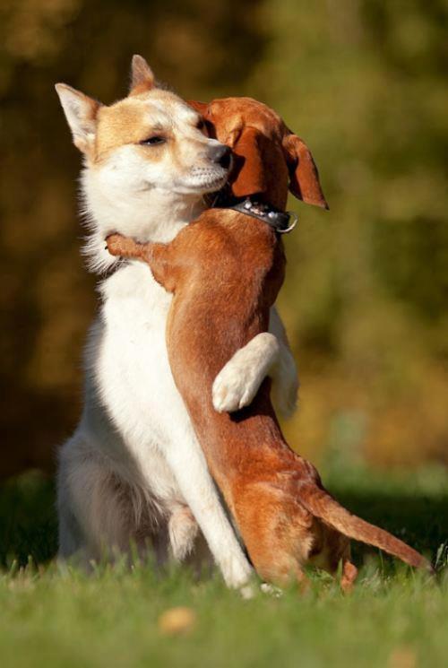 動物同士のハグ画像が可愛いすぎる