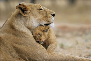 動物同士のハグ画像が可愛いすぎる