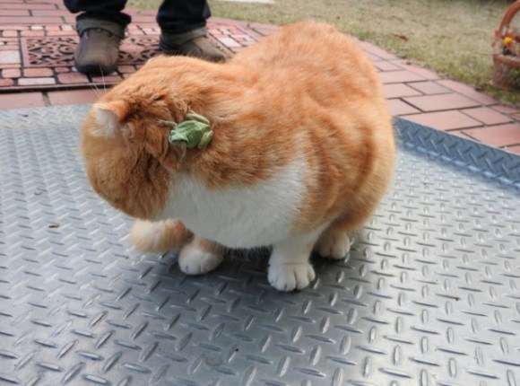 動物同士のハグ画像が可愛いすぎる