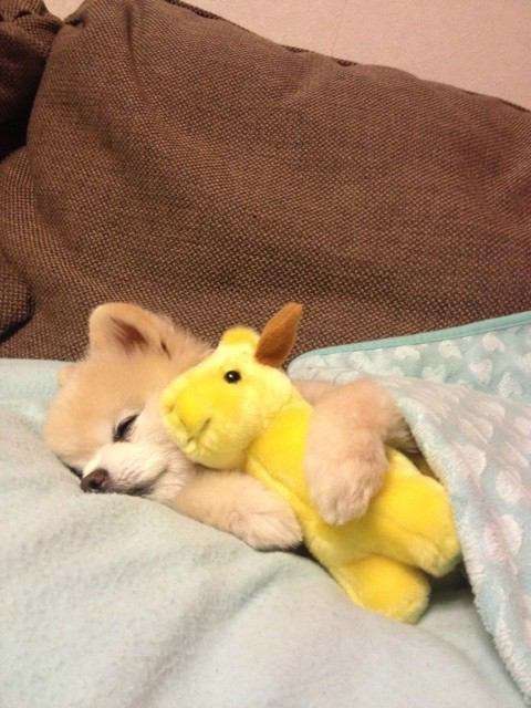 動物同士のハグ画像が可愛いすぎる