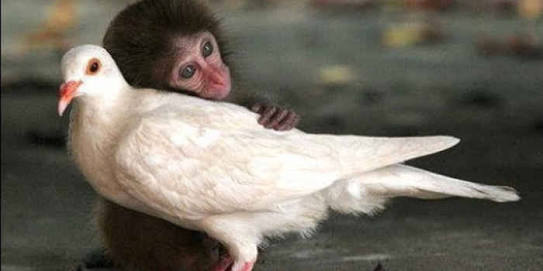 動物同士のハグ画像が可愛いすぎる