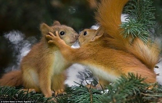 動物同士のハグ画像が可愛いすぎる