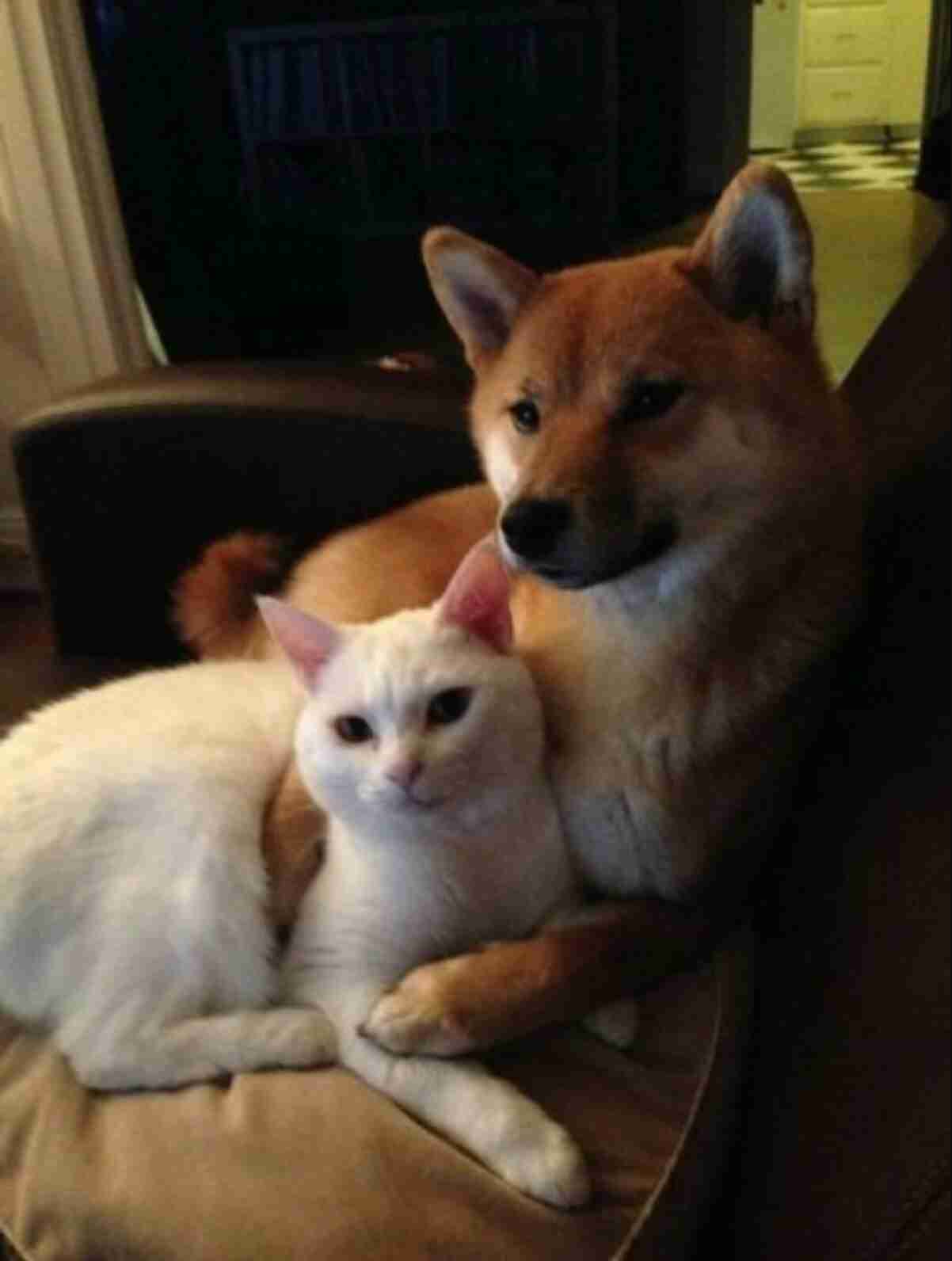 動物同士のハグ画像が可愛いすぎる