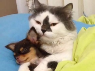 動物同士のハグ画像が可愛いすぎる