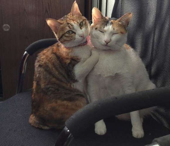 動物同士のハグ画像が可愛いすぎる