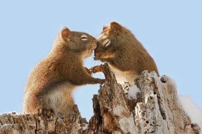 動物同士のハグ画像が可愛いすぎる
