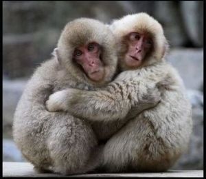動物同士のハグ画像が可愛いすぎる