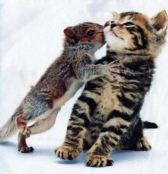 動物同士のハグ画像が可愛いすぎる