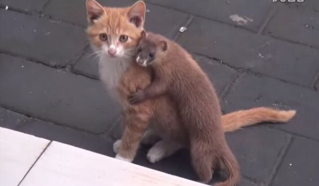 動物同士のハグ画像が可愛いすぎる