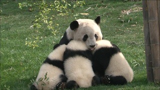 動物同士のハグ画像が可愛いすぎる