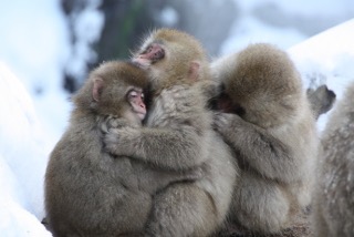 動物同士のハグ画像が可愛いすぎる