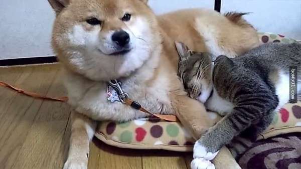 動物同士のハグ画像が可愛いすぎる