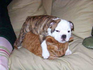 動物同士のハグ画像が可愛いすぎる