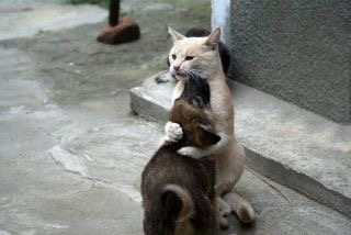 動物同士のハグ画像が可愛いすぎる