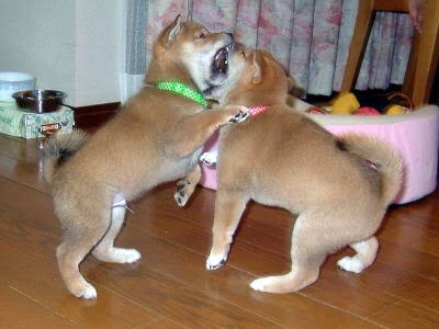今までで1番嬉しかったサプライズ