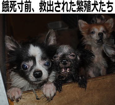 ペットの生体販売についてどう思いますか？