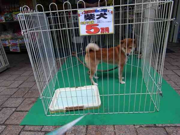 ペットの生体販売についてどう思いますか？