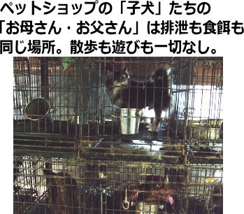 ペットの生体販売についてどう思いますか？