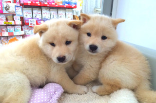 ペットの生体販売についてどう思いますか？