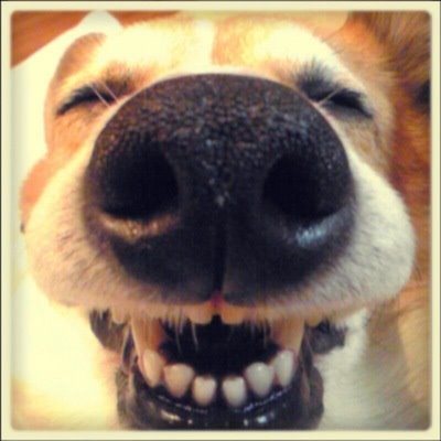 歯並びキレイな人の写真見せてください