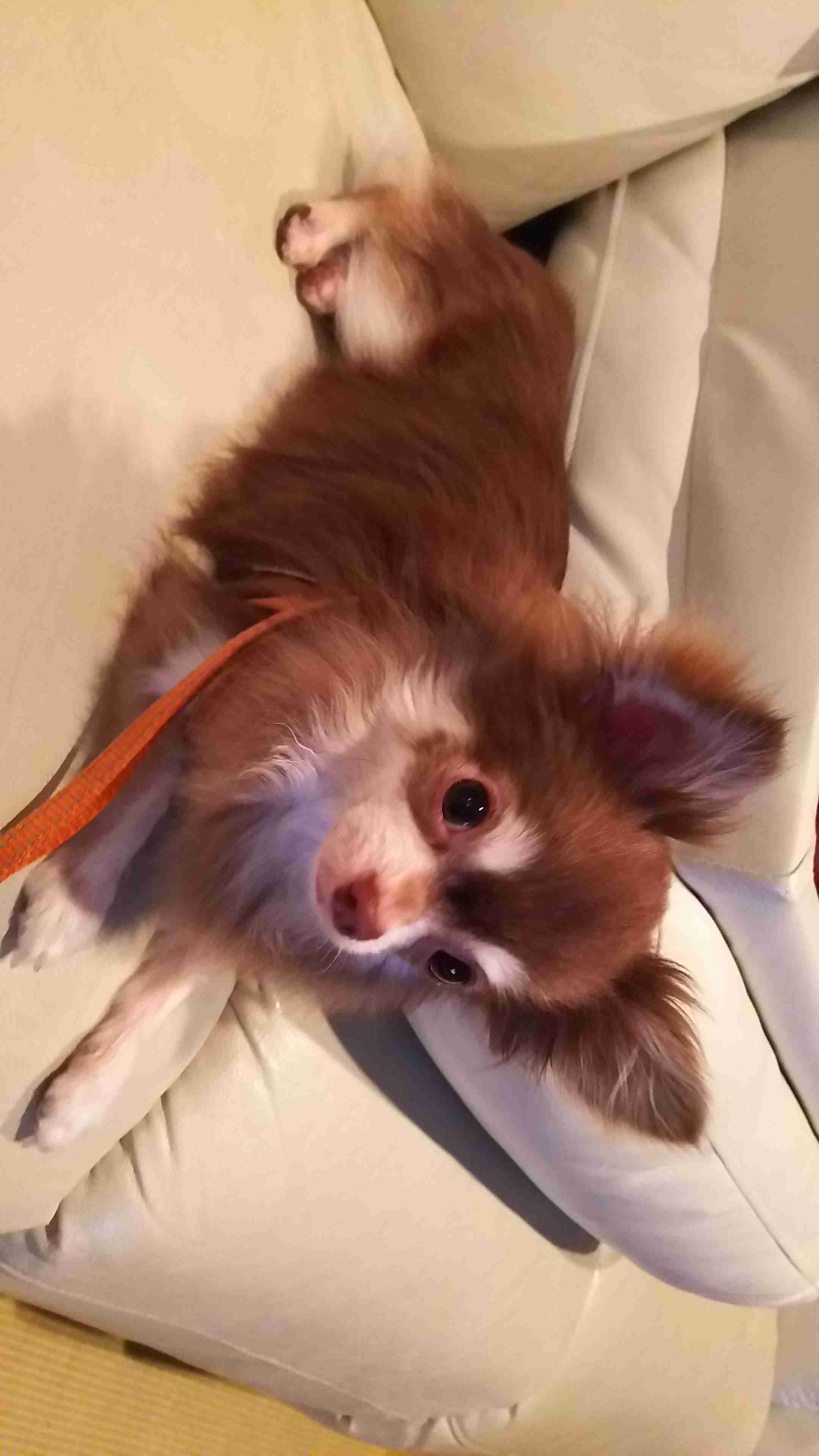 ワンちゃんとお出掛け