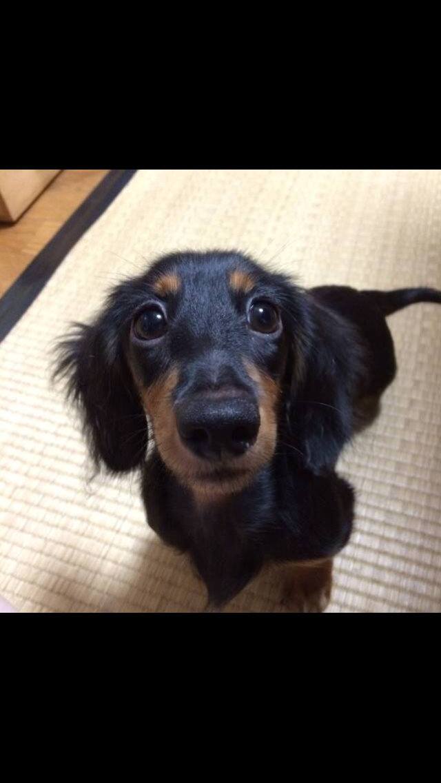 ダックスloveな人、大集合!!