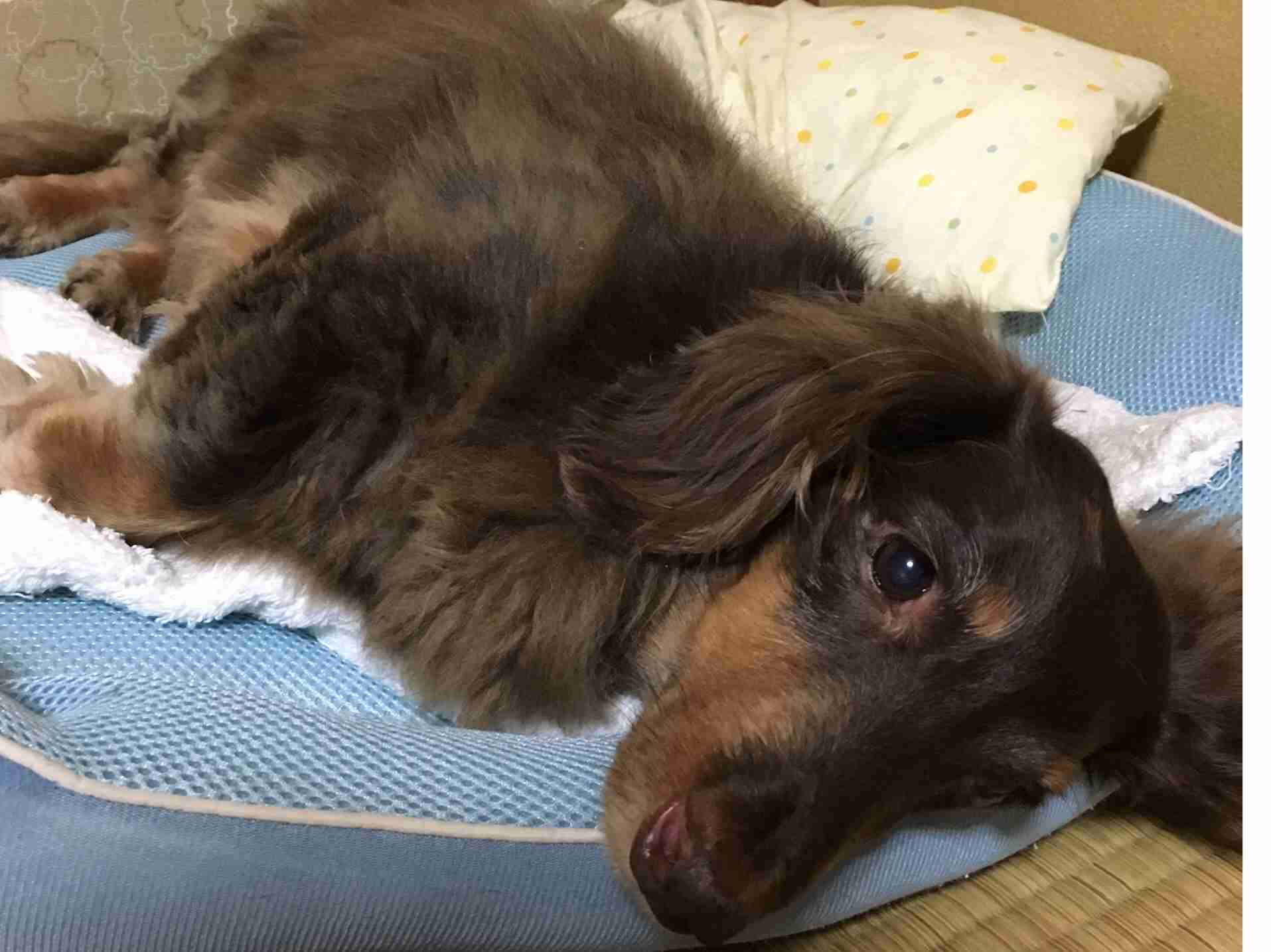 ダックスloveな人、大集合!!