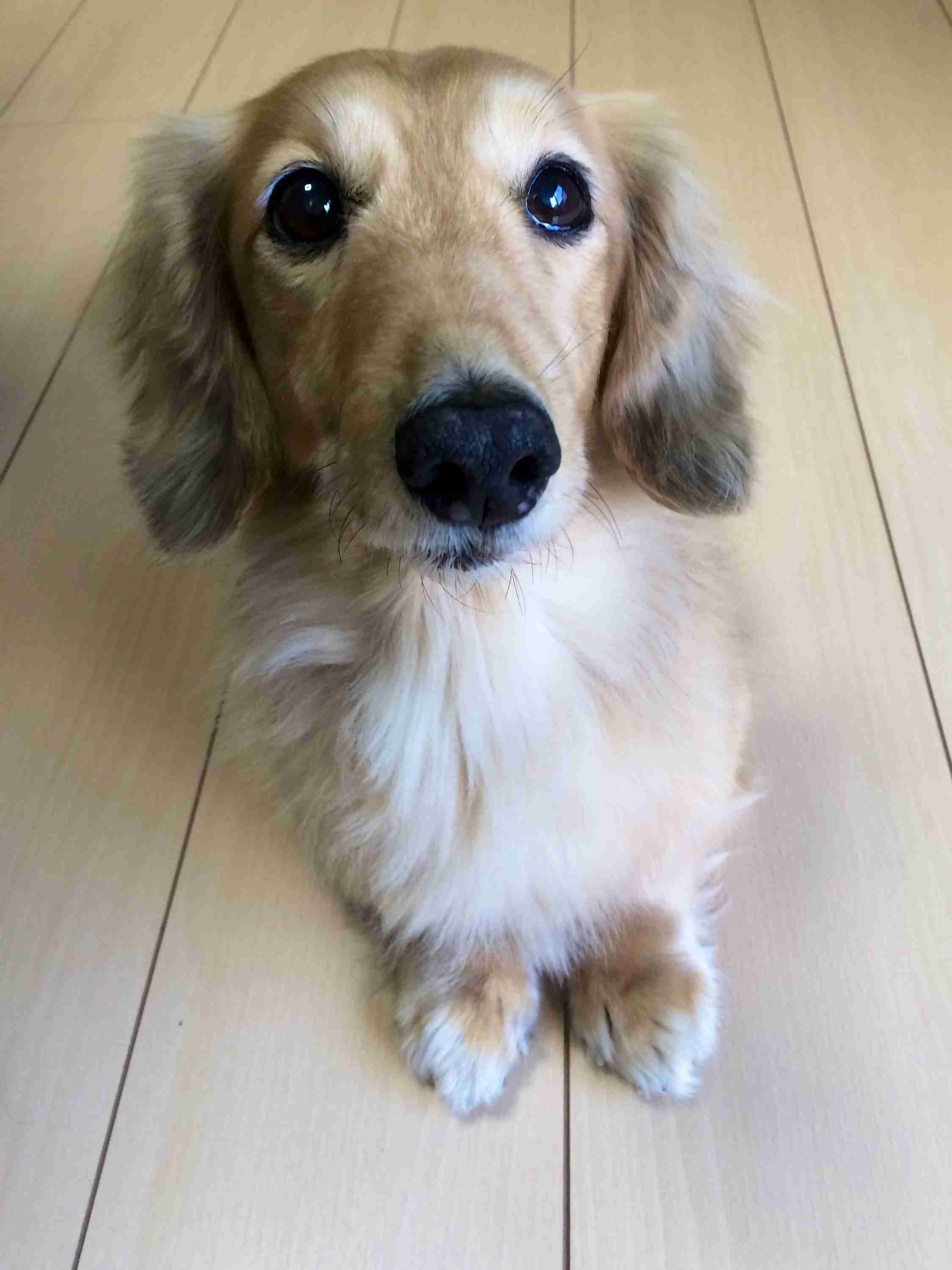ダックスloveな人、大集合!!